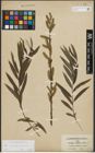 Foto von Salix purpurea L. x Salix viminalis L.